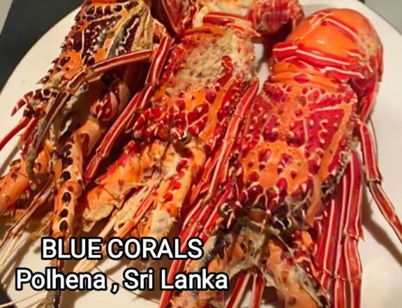 Blue Corals Beach Bungalow Матара Екстер'єр фото